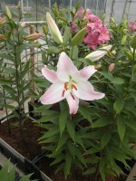 [1796 PinkSecret No02.JPG]